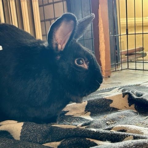 Captain Fantastic, ADOPTABLE, Adult Male Flemish Giant.