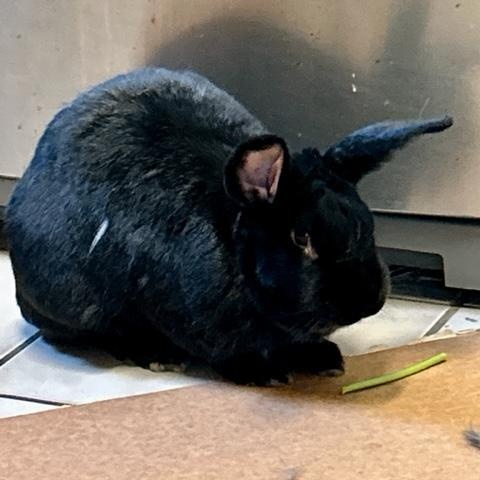 Enlarge Captain Fantastic, a ADOPTABLE Flemish Giant in Pittsburgh, PA image 3/6