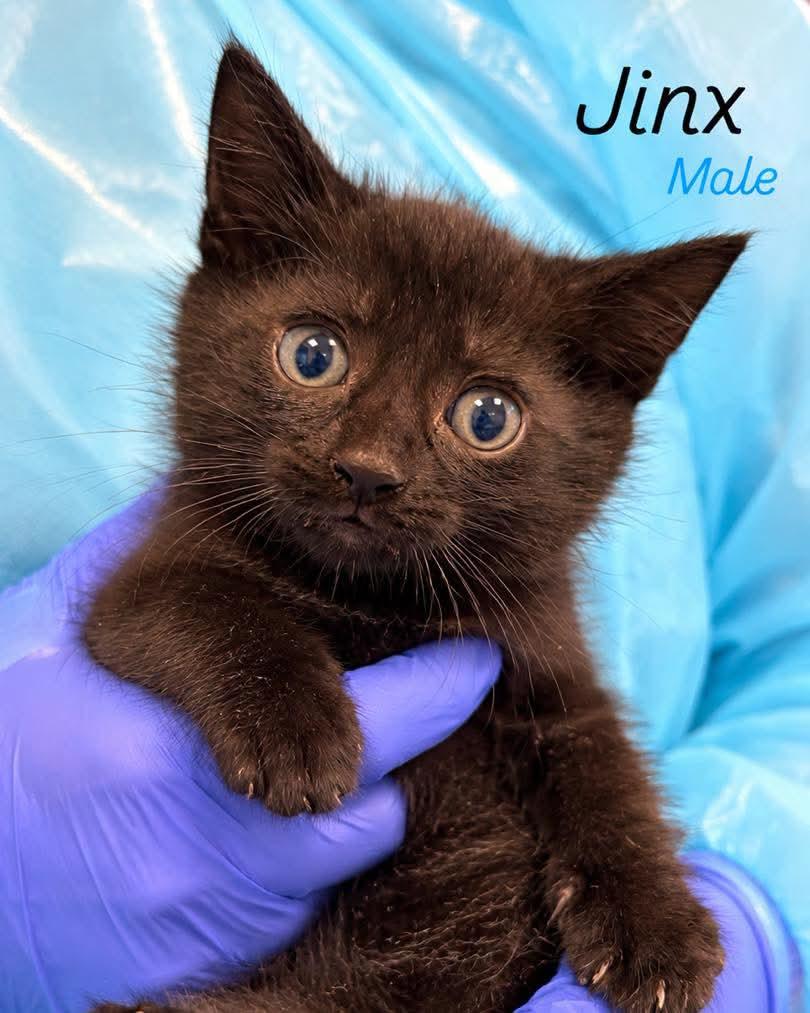 Jinx, Adoptable, Kitten Male Domestic Short Hair.