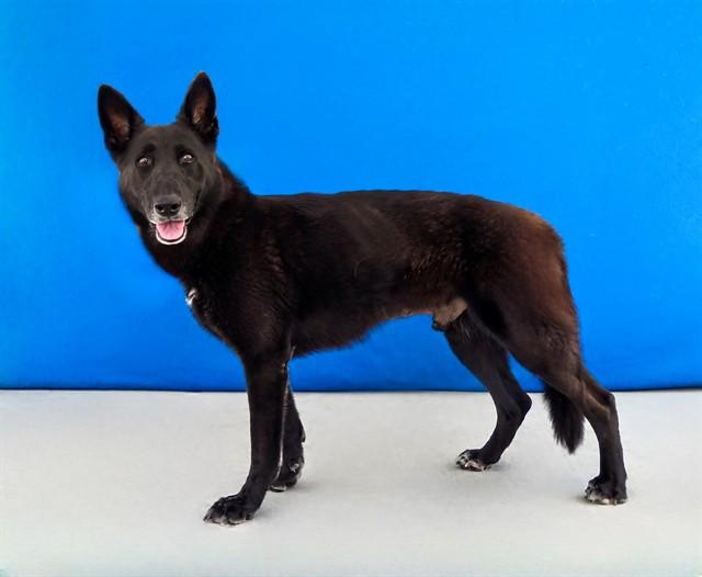 NATE, Adoptable, Adult Male German Shepherd Dog.