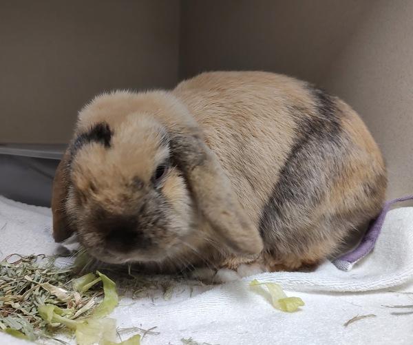 Enlarge Benny, a Adoptable mixed breed in Vancouver, WA image 1/3