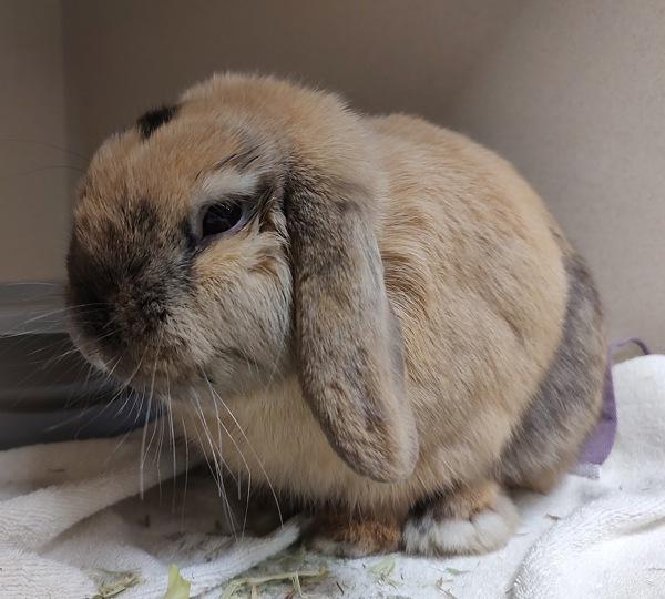 Enlarge Benny, a Adoptable mixed breed in Vancouver, WA image 2/3