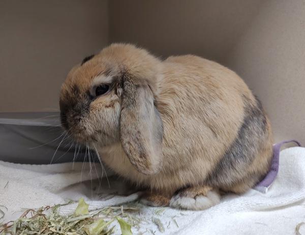 Enlarge Benny, a Adoptable mixed breed in Vancouver, WA image 3/3