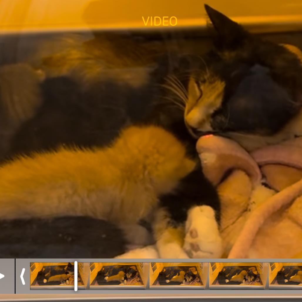 A26-080 noelle, Adoptable, Young Female Domestic Short Hair.