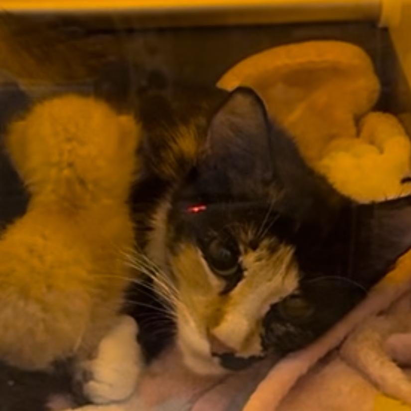 Enlarge A26-080 noelle, a Adoptable Domestic Short Hair in SANTA ROSA BEACH, FL image 3/5