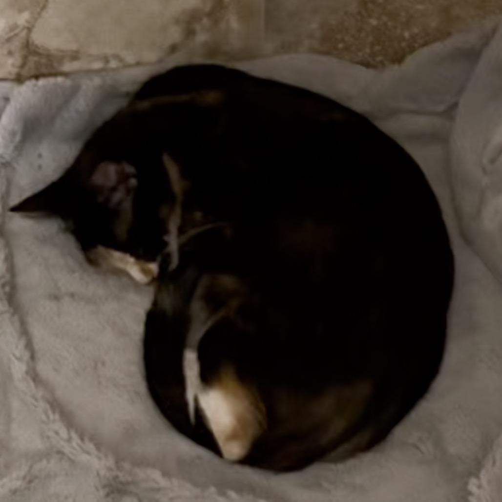 Enlarge A26-080 noelle, a Adoptable Domestic Short Hair in SANTA ROSA BEACH, FL image 5/5