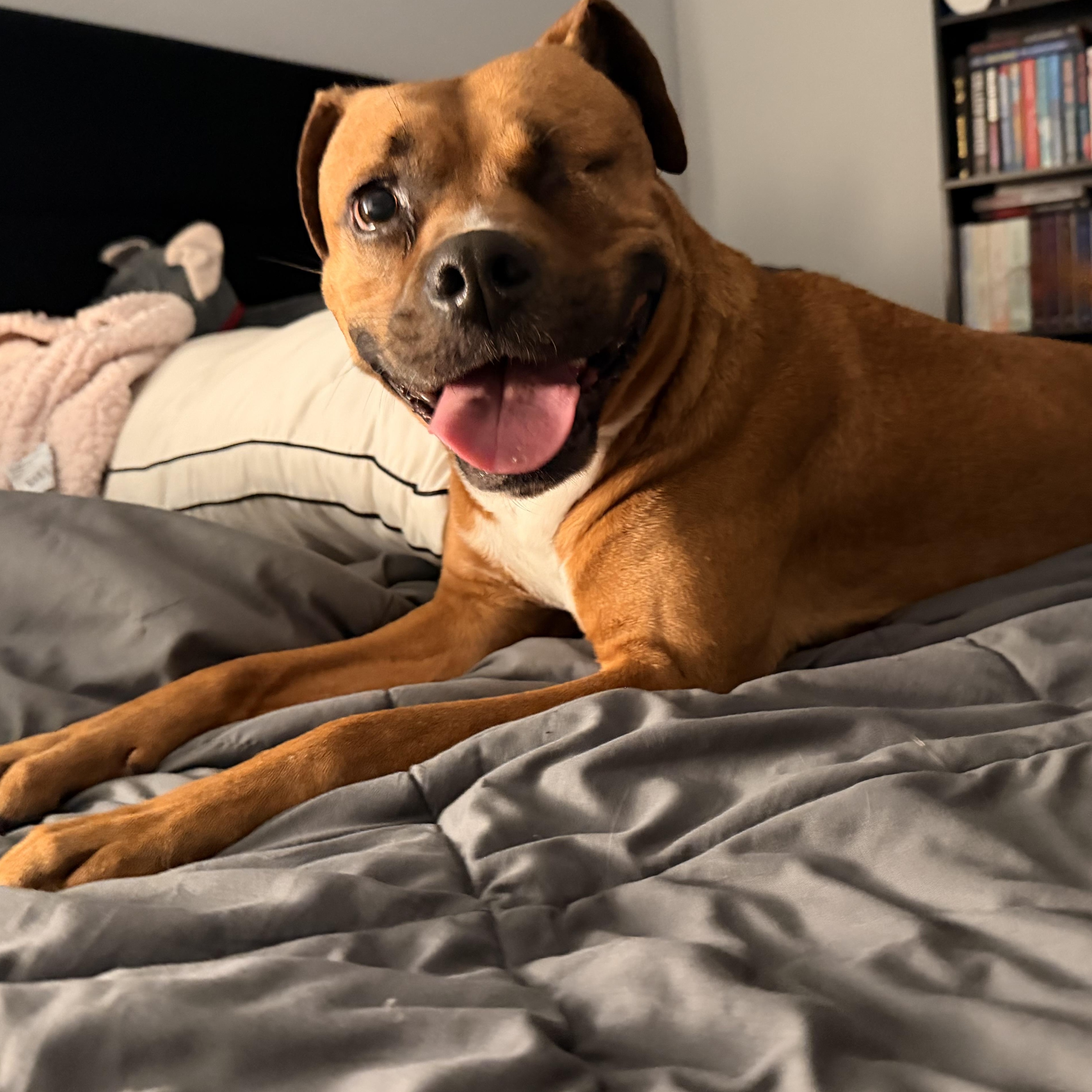 Enlarge Leeah, a Adoptable mixed breed in Auburn, WA image 1/6