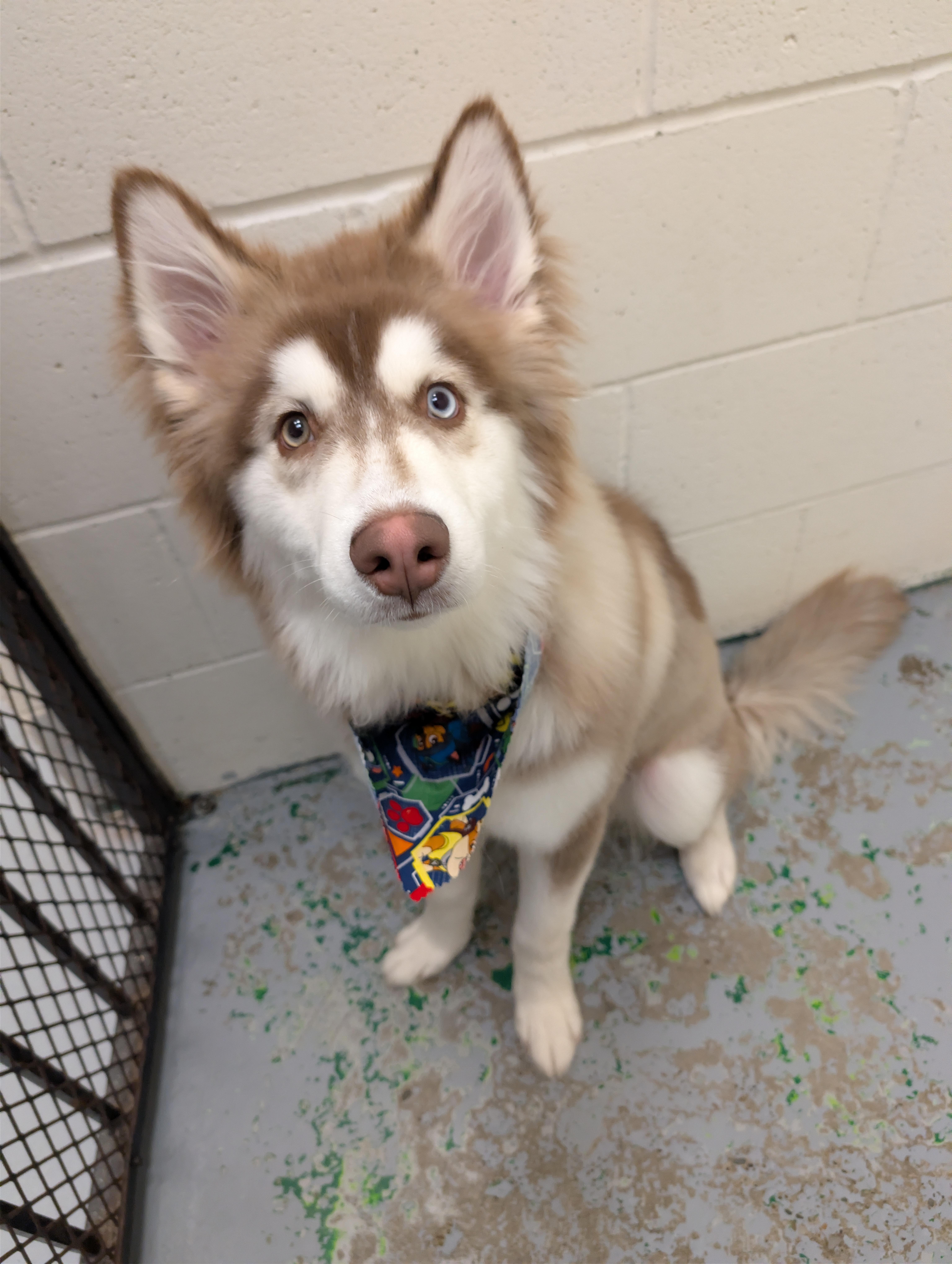 COCO, adopted, Young Male Husky.