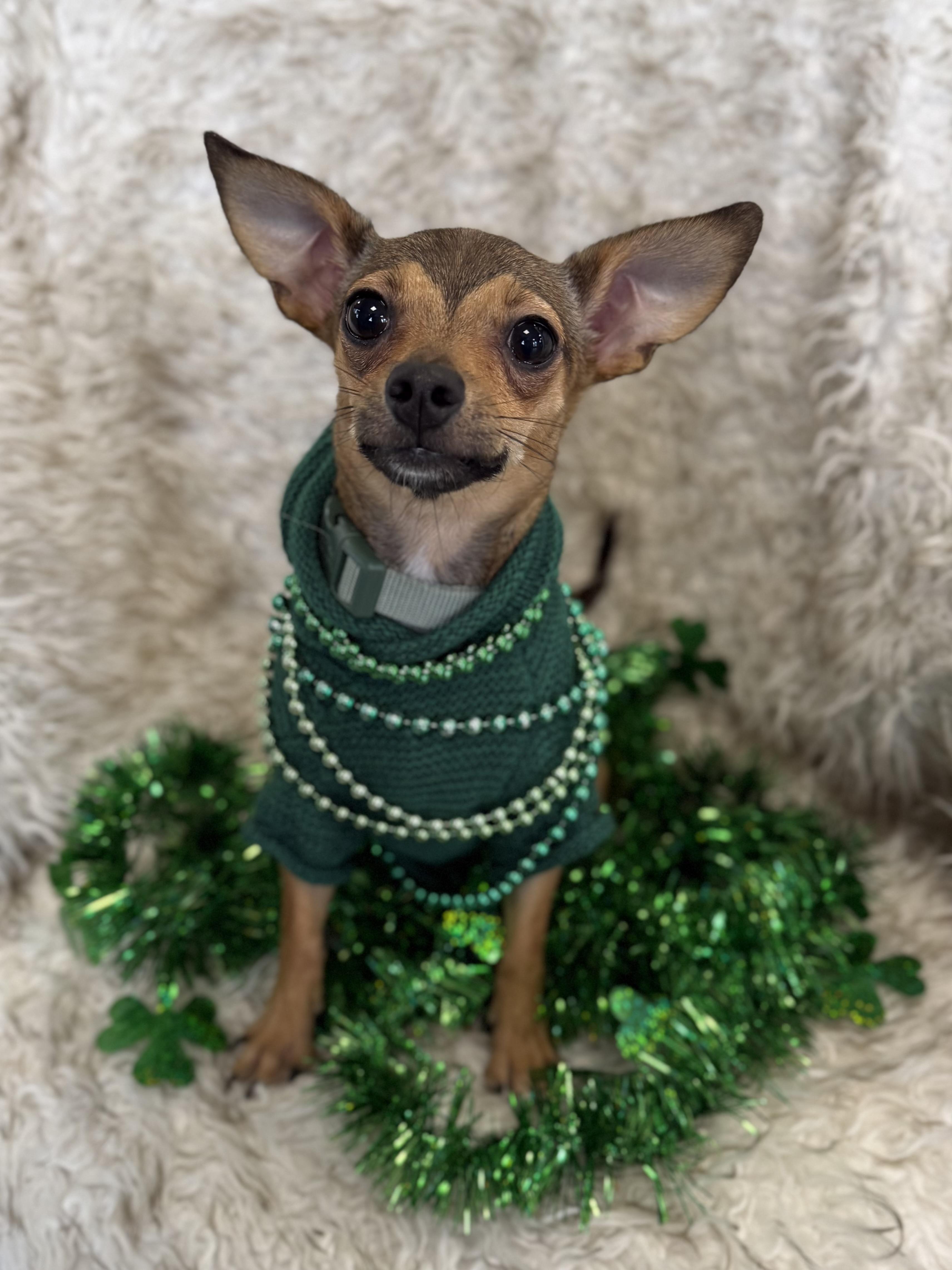 Yang, adopted, Young Male Chihuahua & Mixed Breed.