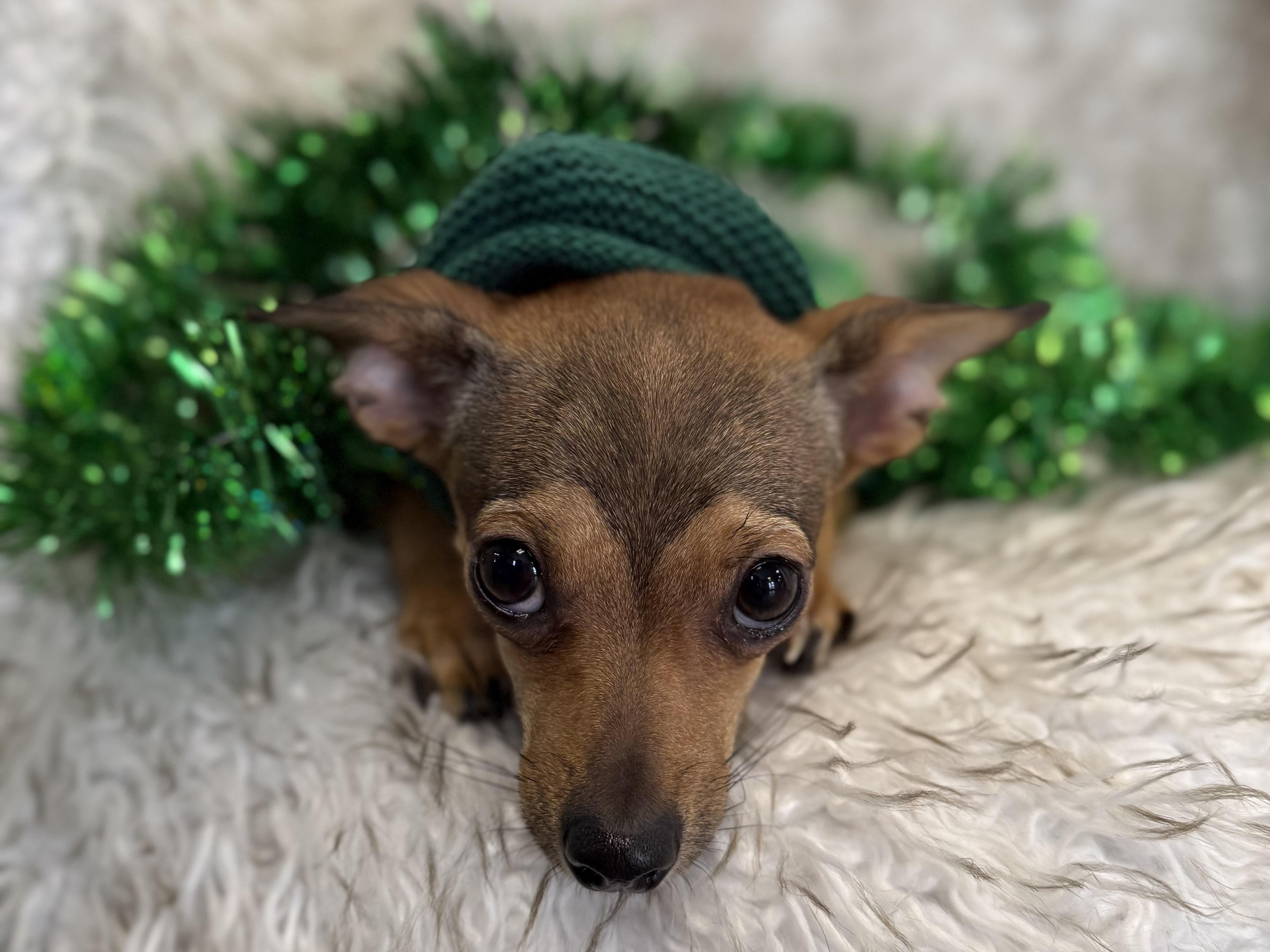 Enlarge Yang, an adopted mixed breed in Eagle, CO image 3/6