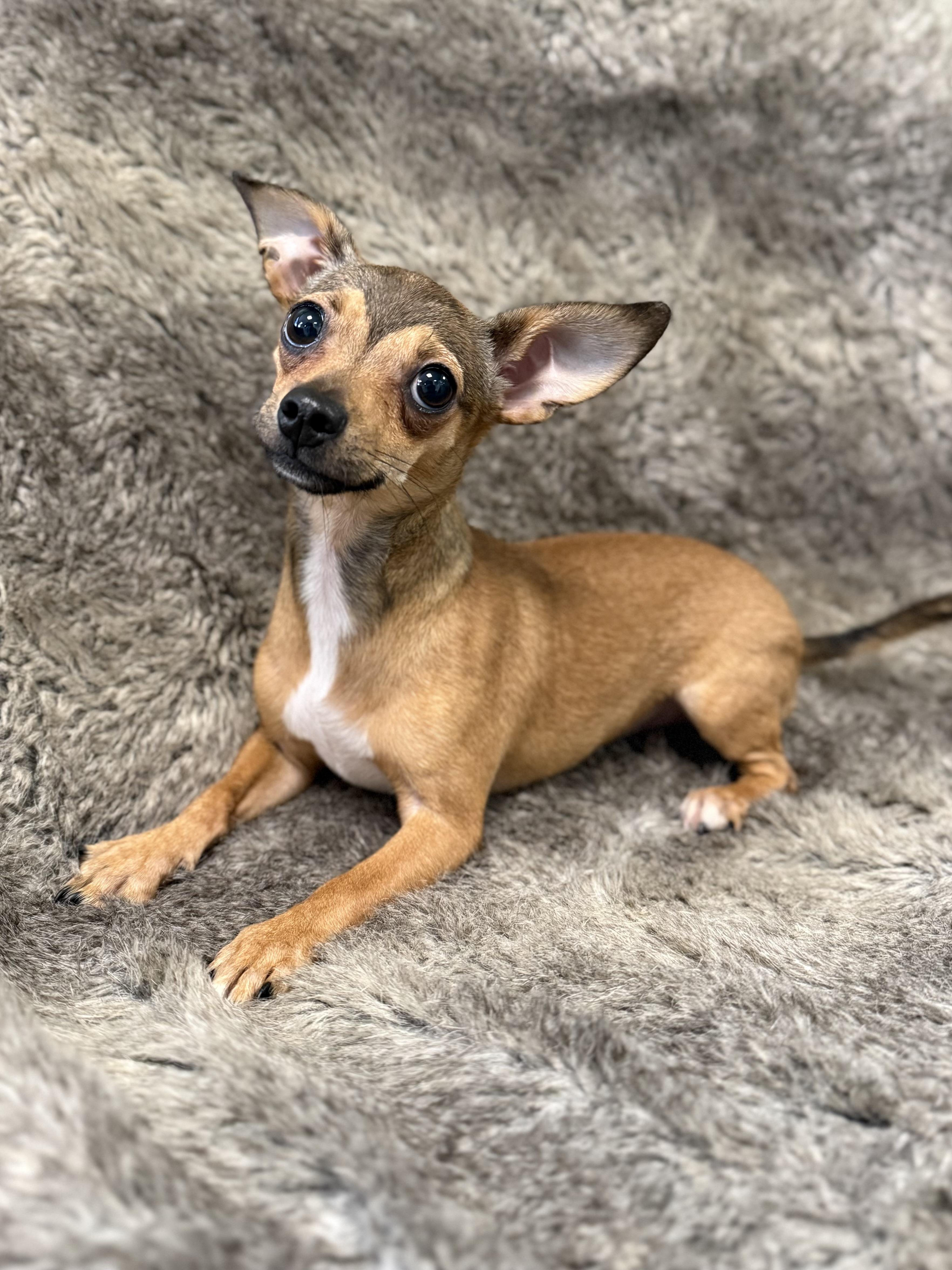Enlarge Yang, an adopted mixed breed in Eagle, CO image 6/6