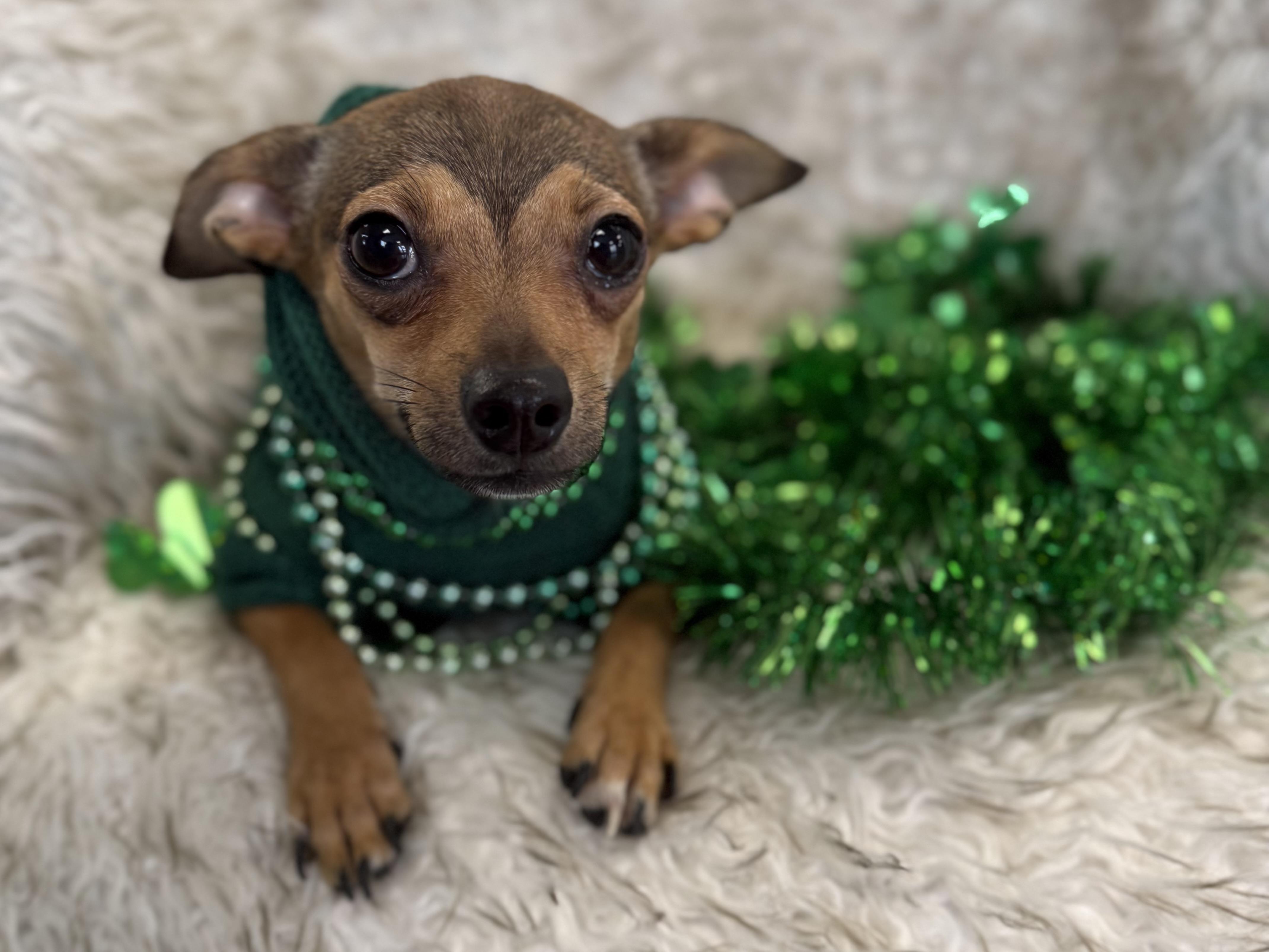 Enlarge Yang, an adopted mixed breed in Eagle, CO image 4/6