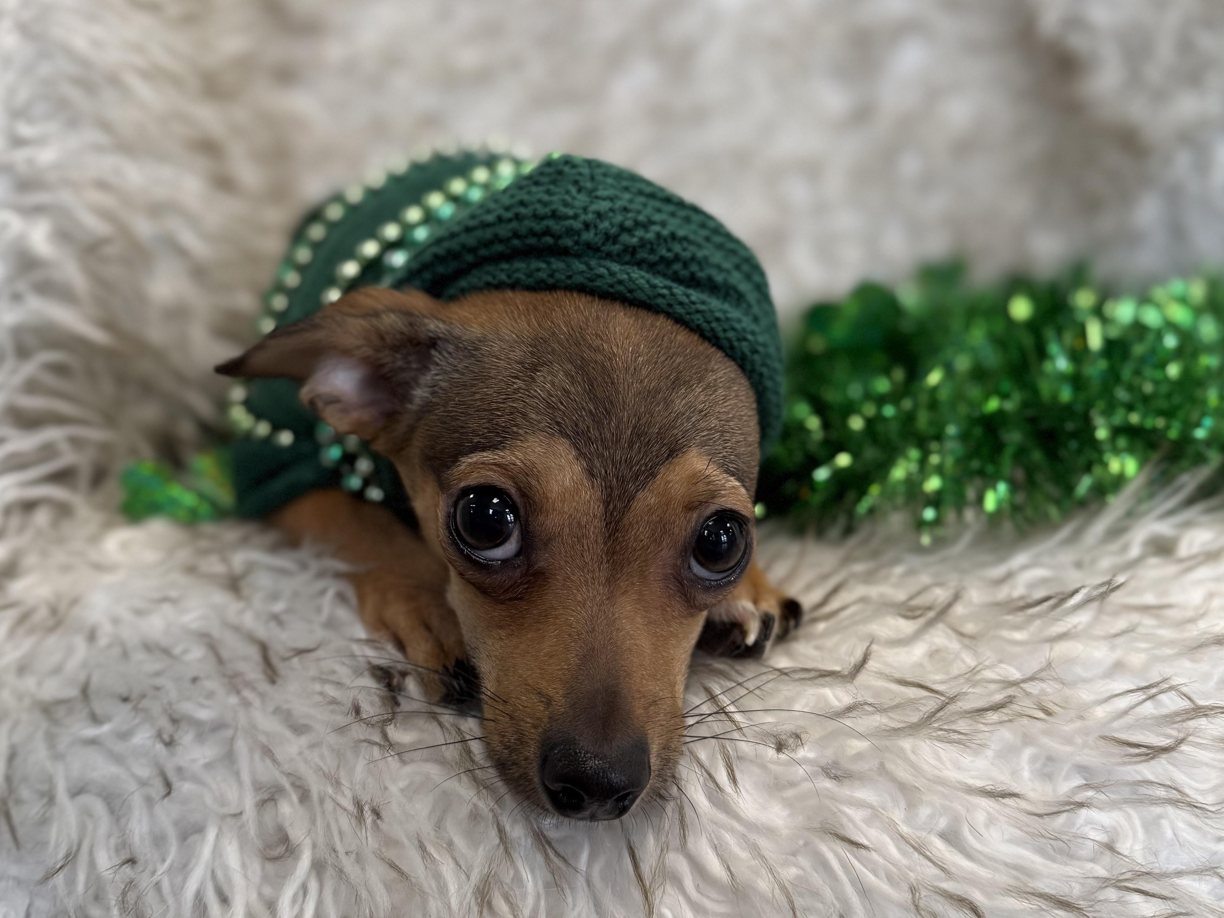 Enlarge Yang, an adopted mixed breed in Eagle, CO image 2/6