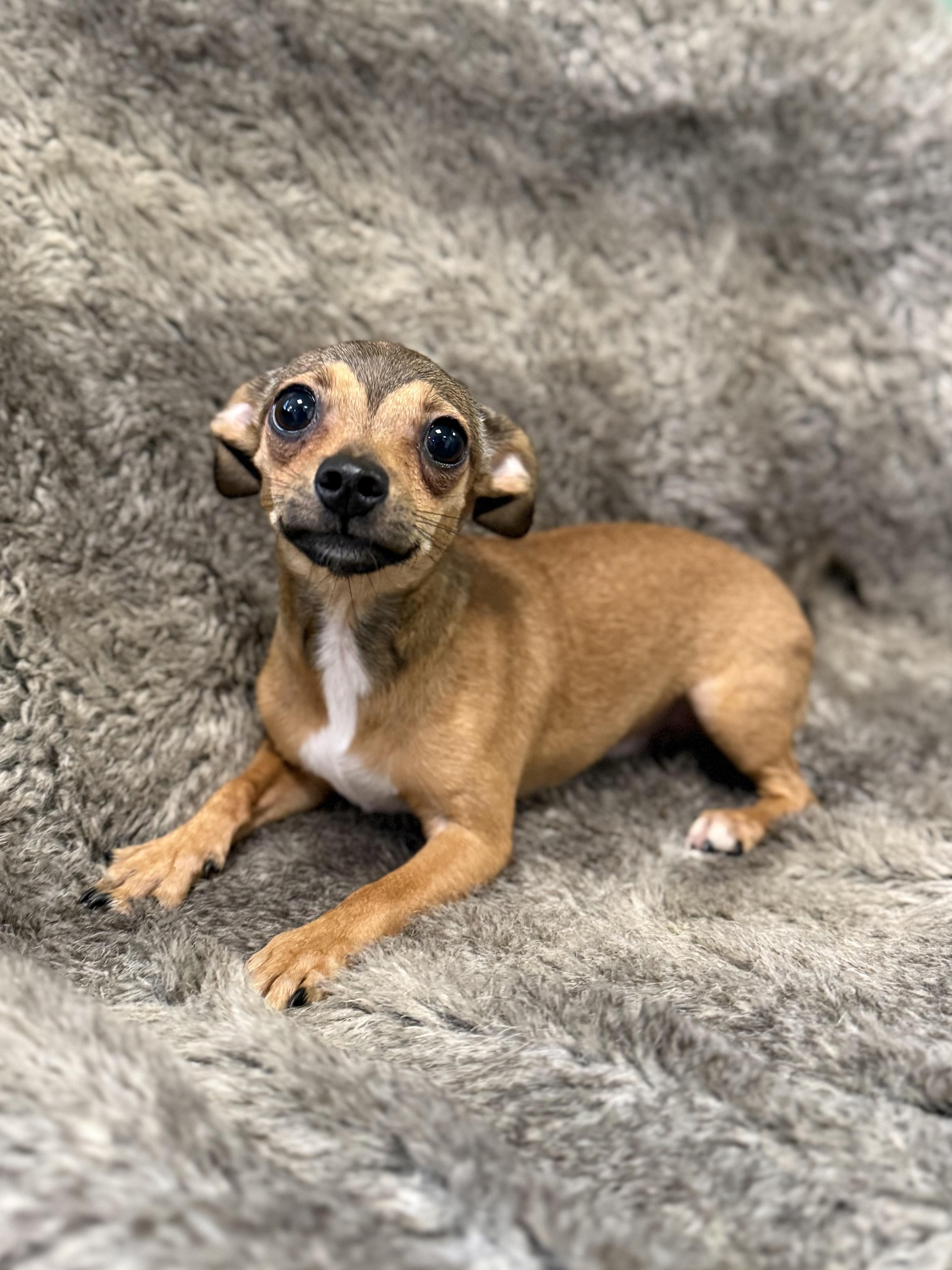 Enlarge Yang, an adopted mixed breed in Eagle, CO image 5/6