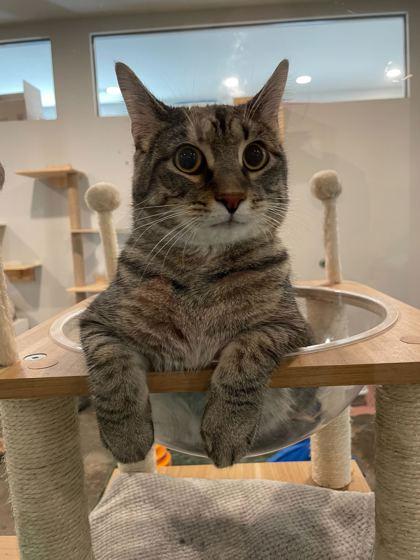 Quill, Adoptable, Young Male Domestic Short Hair & Domestic Short Hair.