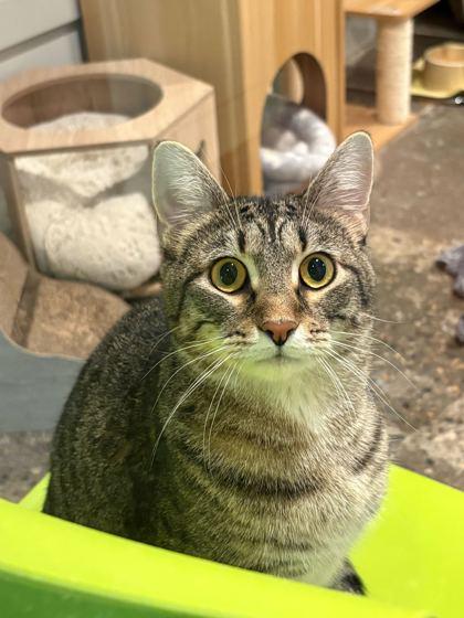 Enlarge Quill, a Adoptable Domestic Short Hair in Louisville, KY image 2/3