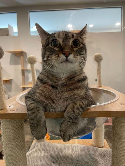 Enlarge Quill (Bonded to Nintendo), a Adoptable Domestic Short Hair in Louisville, KY image 1/3