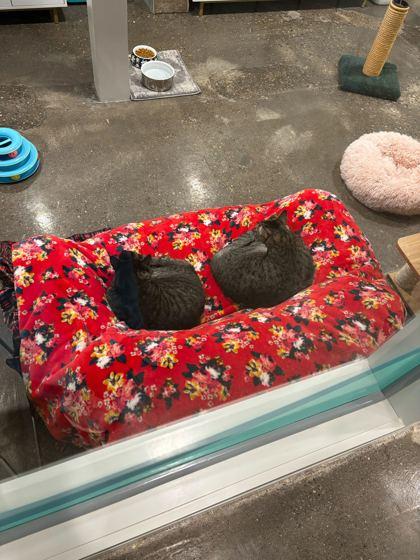 Enlarge Quill (Bonded to Nintendo), a Adoptable Domestic Short Hair in Louisville, KY image 2/3