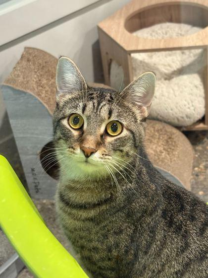 Enlarge Quill, a Adoptable Domestic Short Hair in Louisville, KY image 3/3