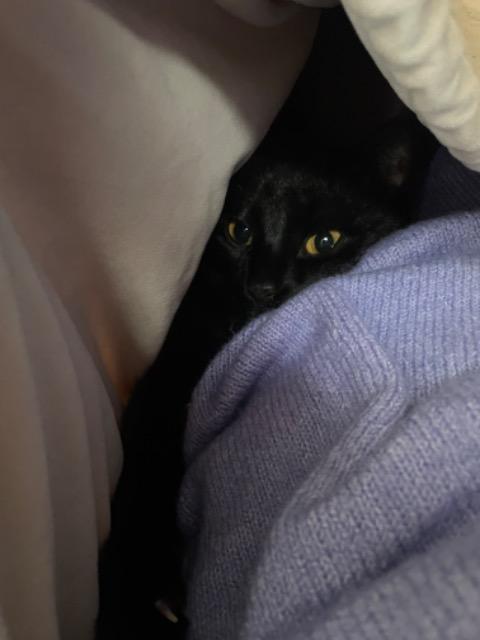 Juniper, Adoptable, Young Female Domestic Short Hair.