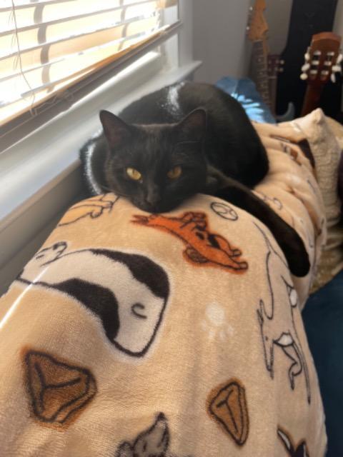 Enlarge Juniper, a Adoptable mixed breed in Parkville, MD image 2/4