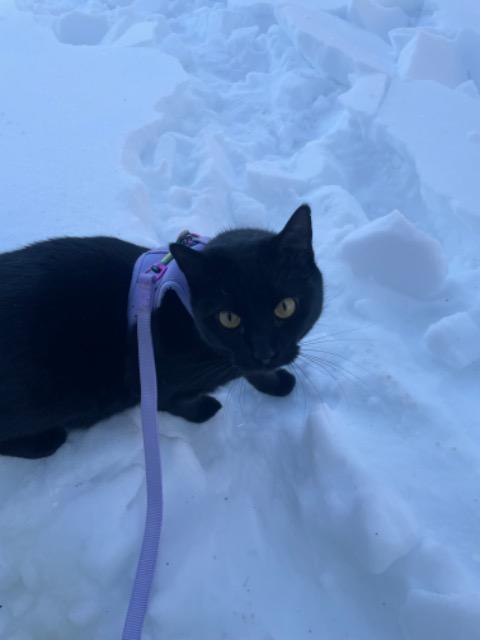 Enlarge Juniper, a Adoptable mixed breed in Parkville, MD image 3/4