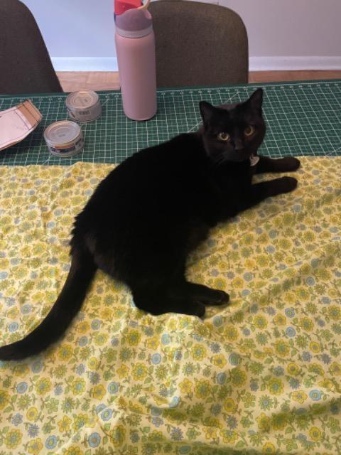 Enlarge Juniper, a Adoptable mixed breed in Parkville, MD image 4/4