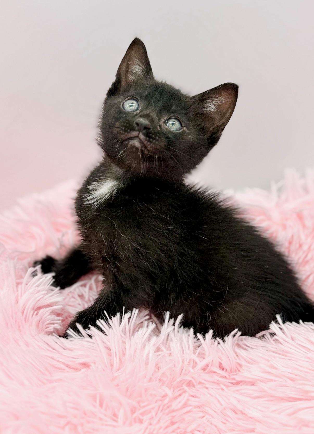 Bella Kay, a Adoptable Domestic Short Hair in Covington, LA image 3/6