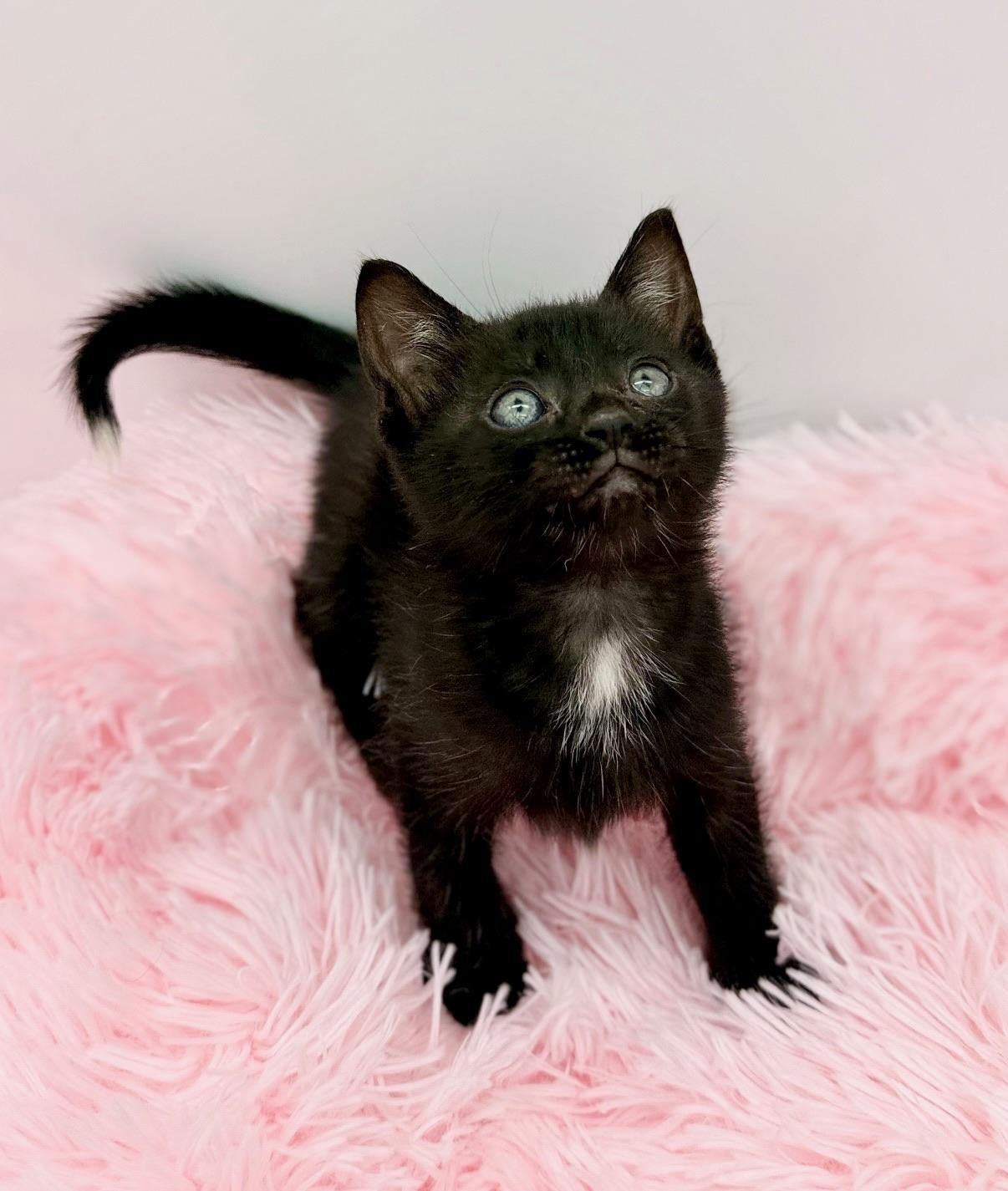 Bella Kay, a Adoptable Domestic Short Hair in Covington, LA image 4/6