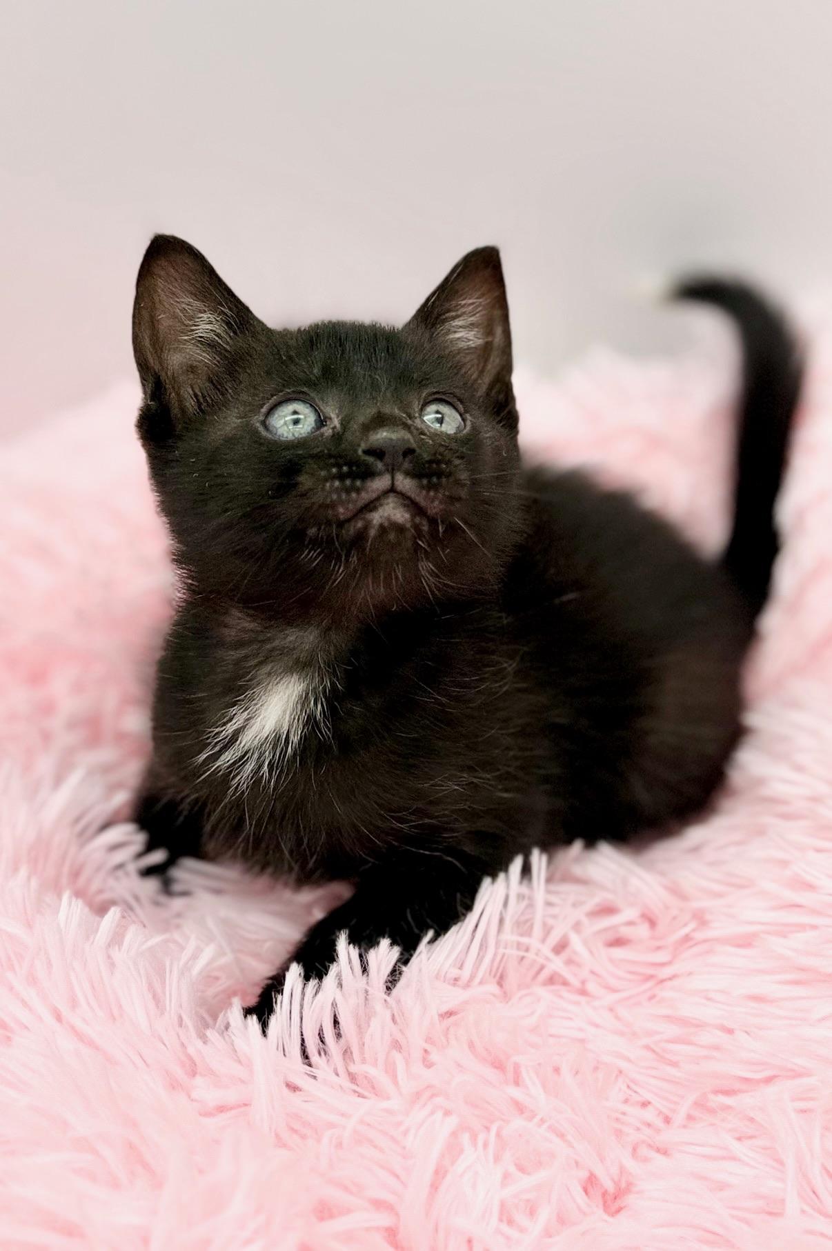 Bella Kay, a Adoptable Domestic Short Hair in Covington, LA image 6/6