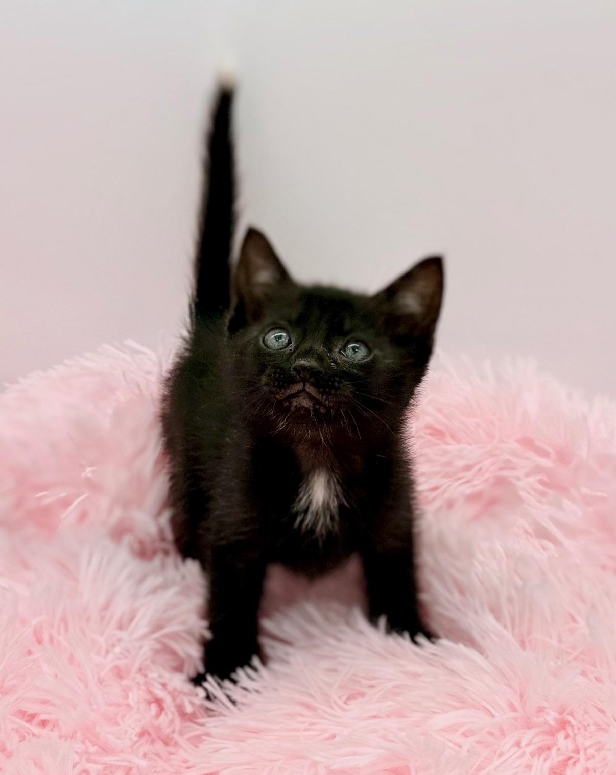 Bella Kay, a Adoptable Domestic Short Hair in Covington, LA image 5/6