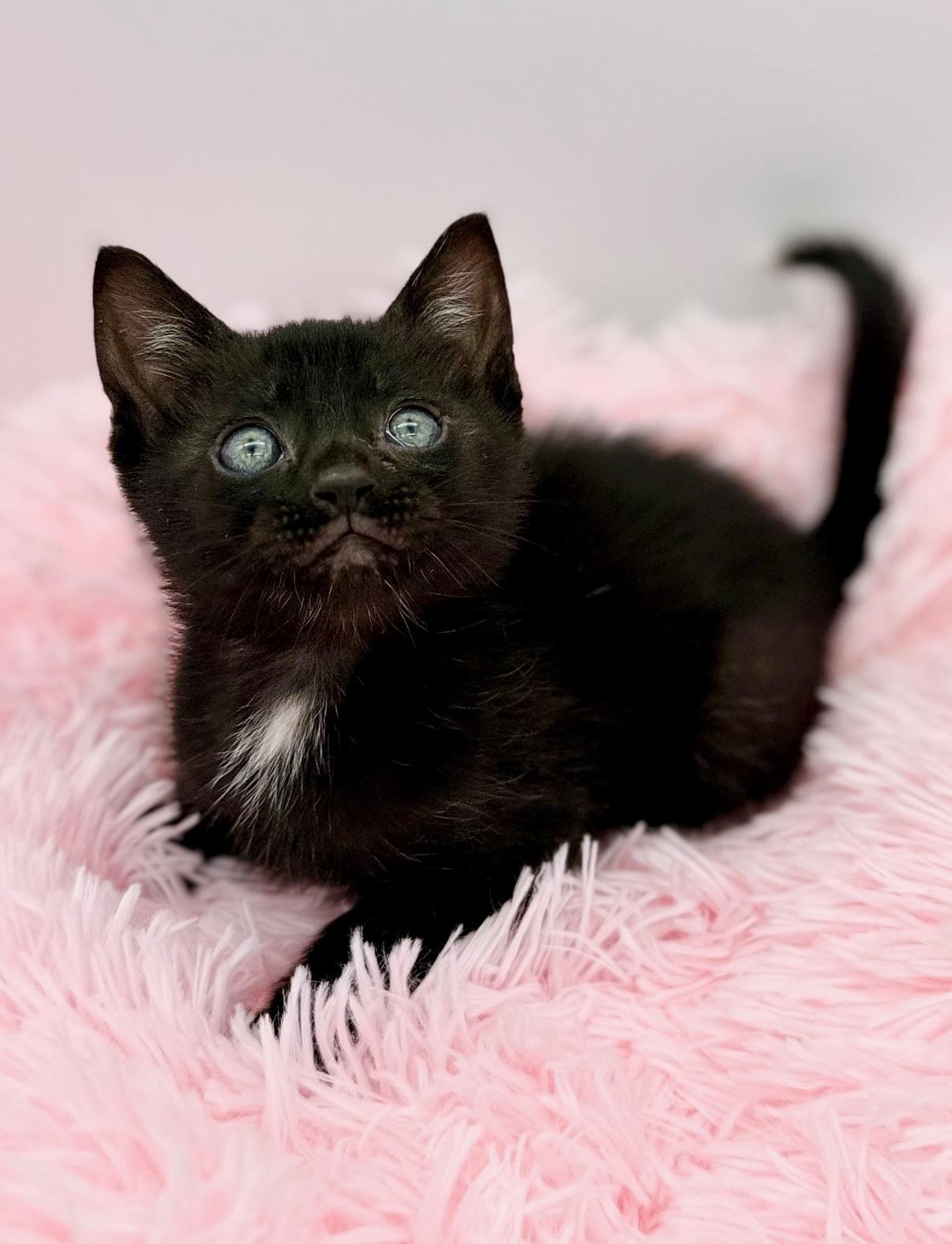 Bella Kay, a Adoptable Domestic Short Hair in Covington, LA image 1/6
