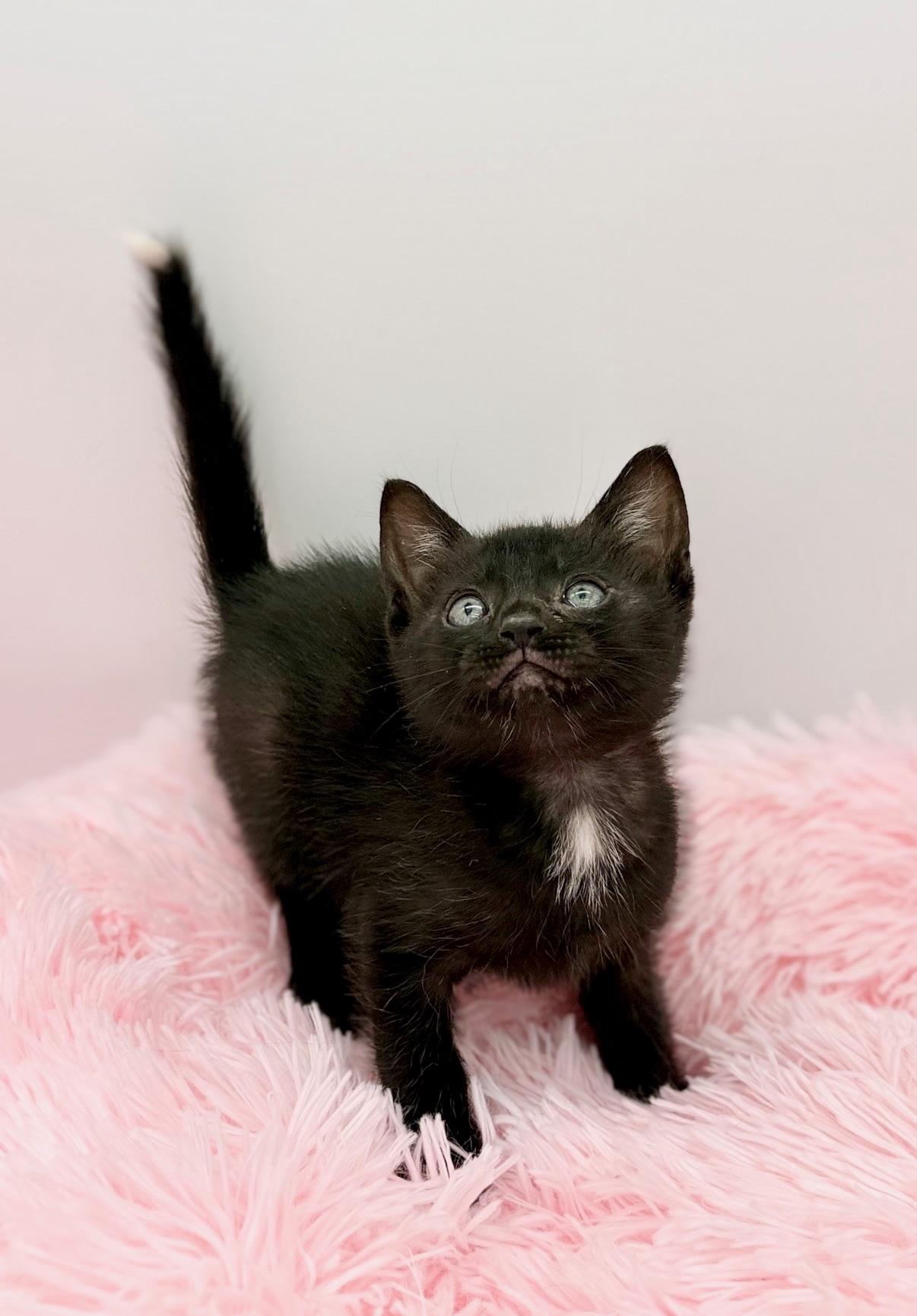 Bella Kay, a Adoptable Domestic Short Hair in Covington, LA image 2/6