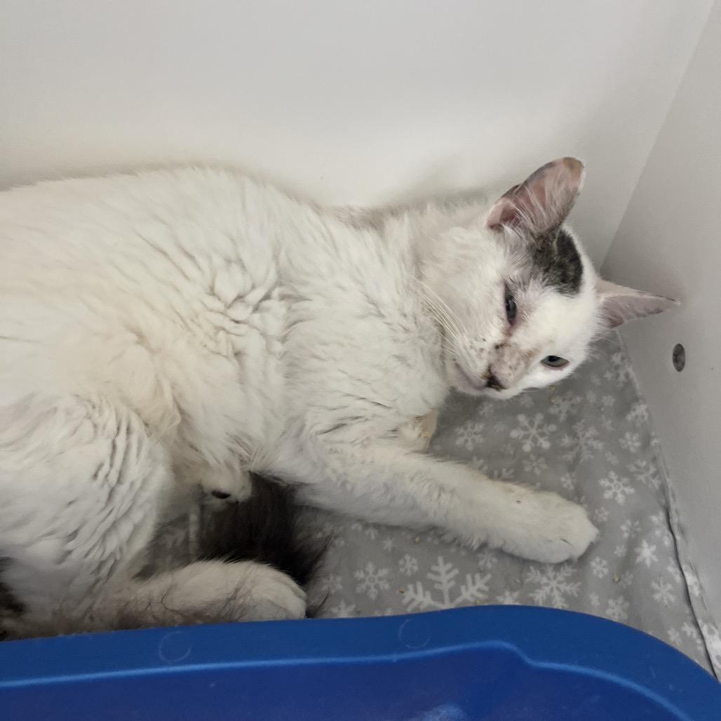 Shamrock — thumbnail 2