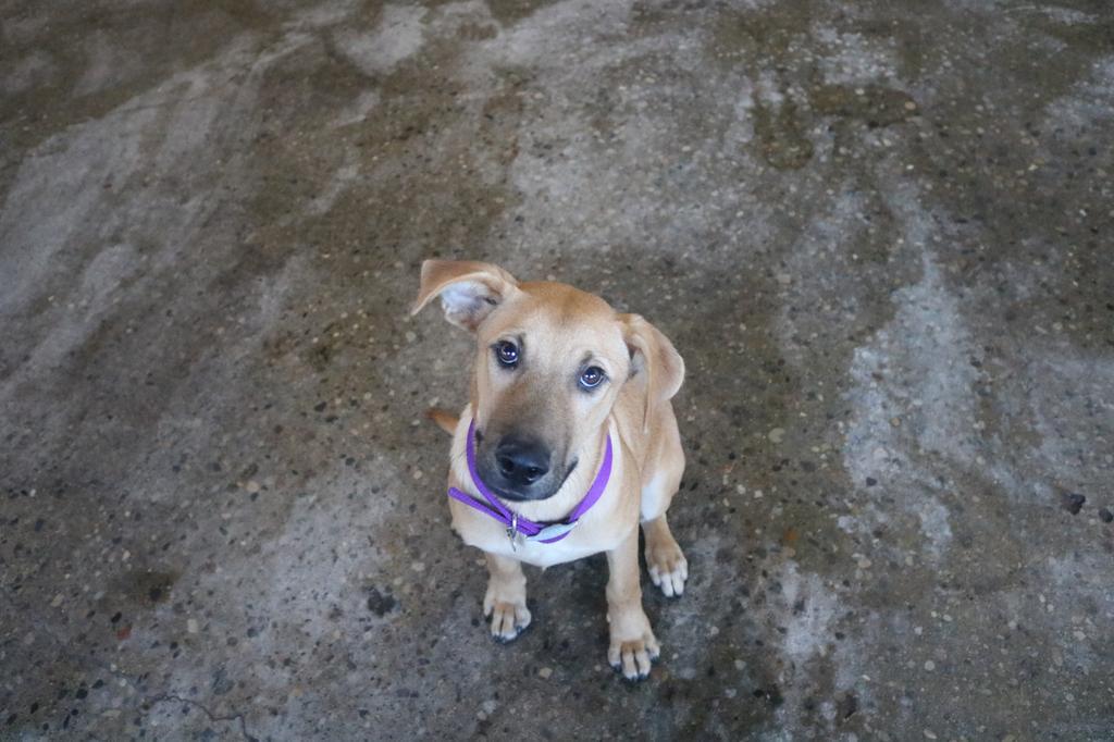 Enlarge Jasper, a Adopted mixed breed in Warren, MI image 1/5