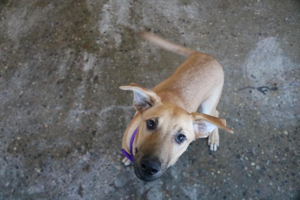 Enlarge Jasper, a Adopted mixed breed in Warren, MI image 2/5
