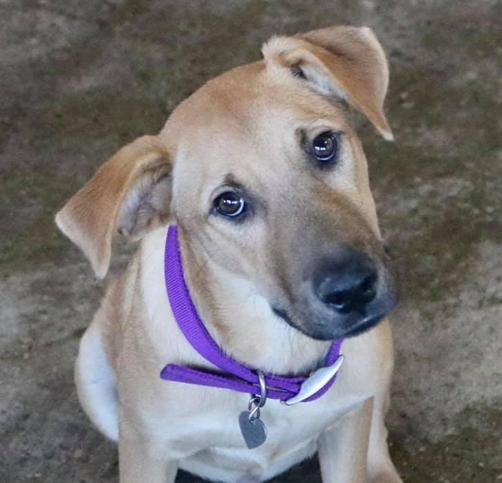 Enlarge Jasper, a Adopted mixed breed in Warren, MI image 3/5