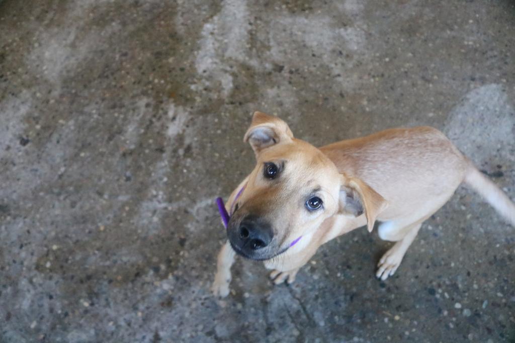 Enlarge Jasper, a Adopted mixed breed in Warren, MI image 4/5