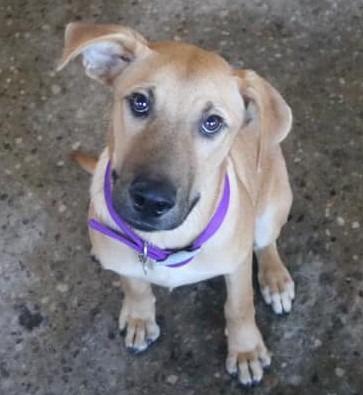 Enlarge Jasper, a Adopted mixed breed in Warren, MI image 5/5