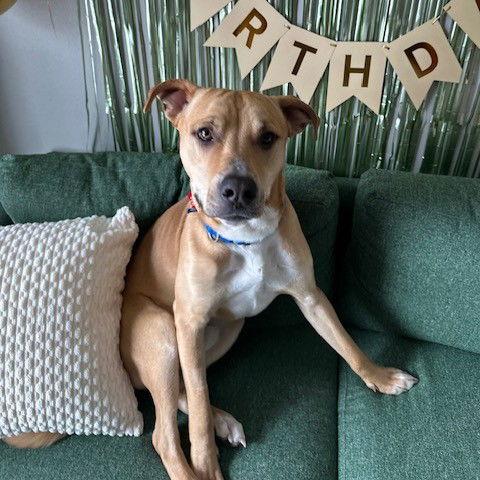 Hitch Trailblazer, a Adoptable Pit Bull Terrier in Fargo, ND image 1/3