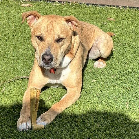 Hitch Trailblazer, Adoptable, Adult Male Pit Bull Terrier.