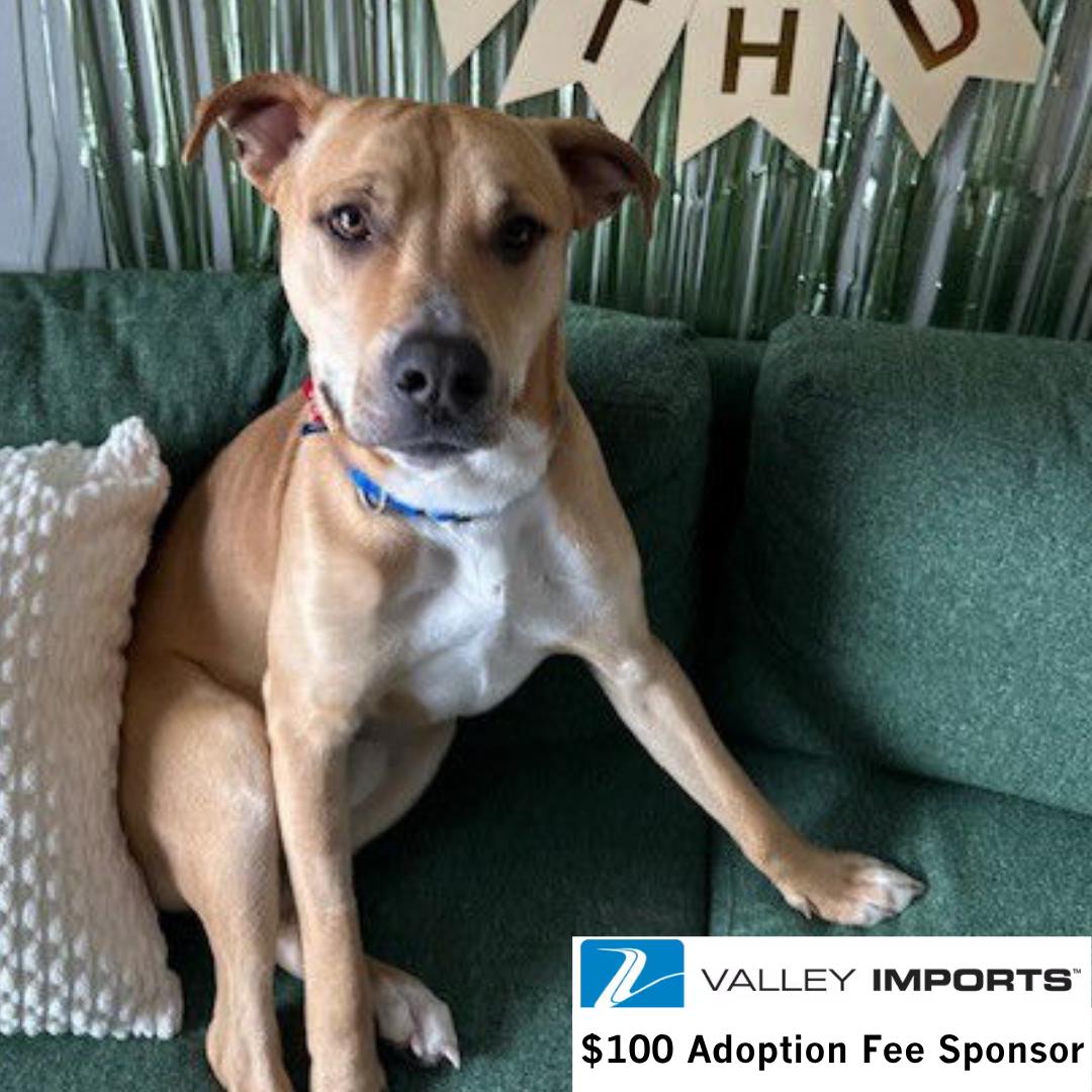 Enlarge Hitch Trailblazer, a Adoptable Pit Bull Terrier in Fargo, ND image 2/3