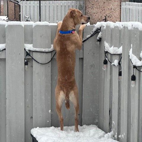 Hitch Trailblazer — thumbnail 3