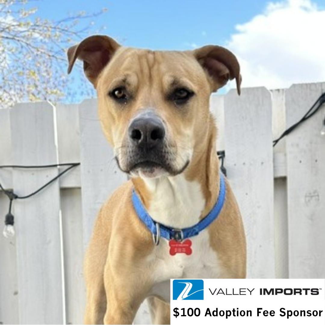 Enlarge Hitch Trailblazer, a Adoptable Pit Bull Terrier in Fargo, ND image 2/3