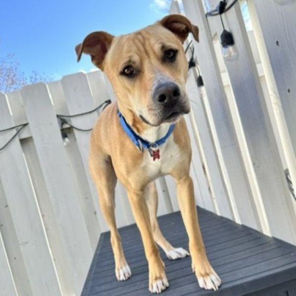 Enlarge Hitch Trailblazer, a Adoptable Pit Bull Terrier in Fargo, ND image 3/3