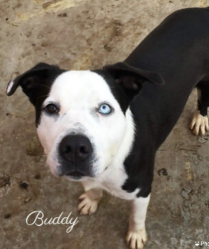 Buddy, Adoptable, Adult Male American Staffordshire Terrier.