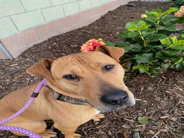 CHATO, Adoptable, Adult Male Pit Bull Terrier.