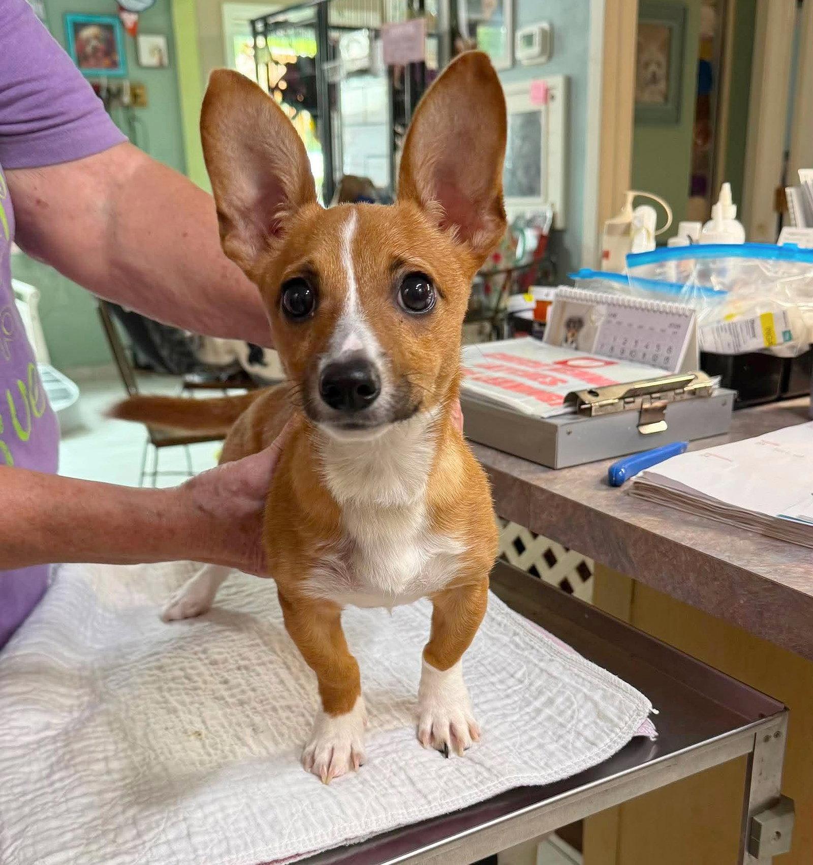 Enlarge Sploot (NEW INTAKE - NOT YET AVAIL), a Adopted Corgi in Benton, LA image 1/1