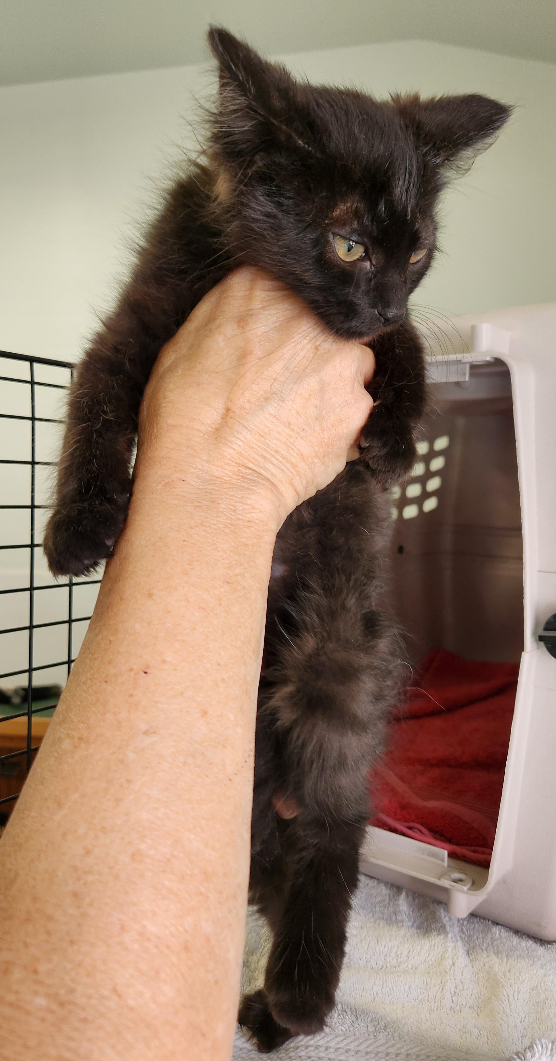 Smokey, an adoptable Domestic Medium Hair in Yarnell, AZ, 85362 | Photo Image 2