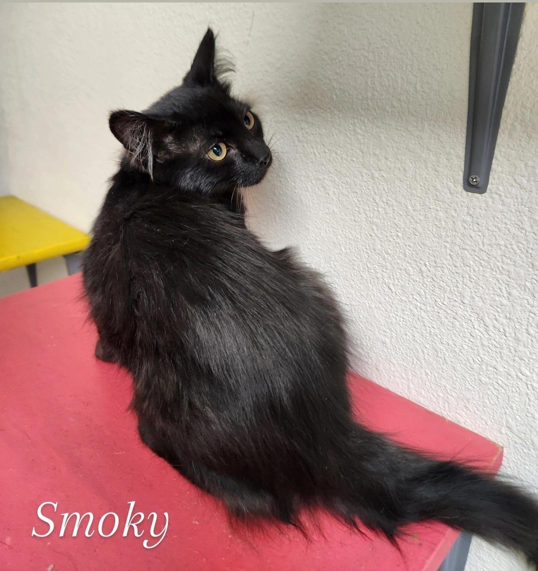 Smokey, an adoptable Domestic Medium Hair in Yarnell, AZ, 85362 | Photo Image 1
